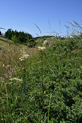 BUITEN BEELD Foto: 346818