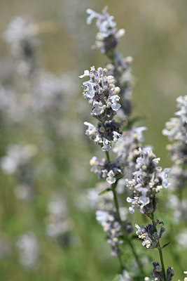 BUITEN BEELD Foto: 346829