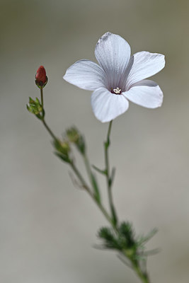 BUITEN BEELD Foto: 346842