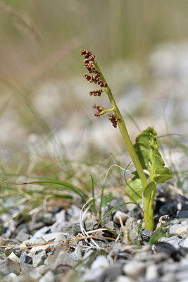 BUITEN BEELD Foto: 346874