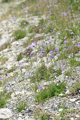 BUITEN BEELD Foto: 346880