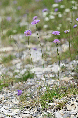 BUITEN BEELD Foto: 346881