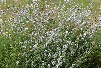 BUITEN BEELD Foto: 346888