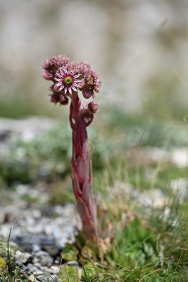 BUITEN BEELD Foto: 346889