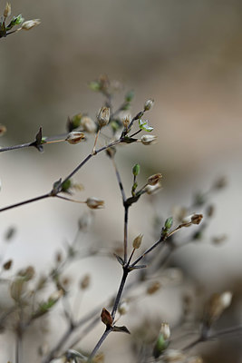 BUITEN BEELD Foto: 346942