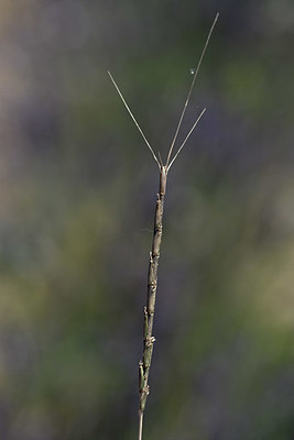 BUITEN BEELD Foto: 346948