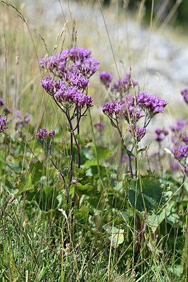 BUITEN BEELD Foto: 346972