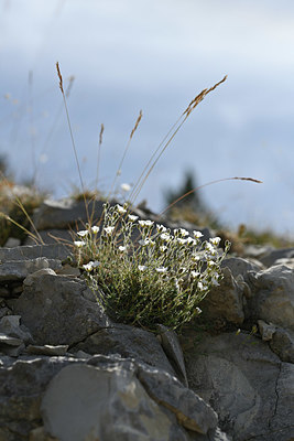 BUITEN BEELD Foto: 346979