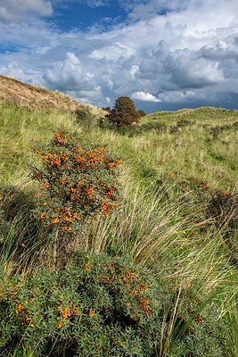 BUITEN BEELD Foto: 346994