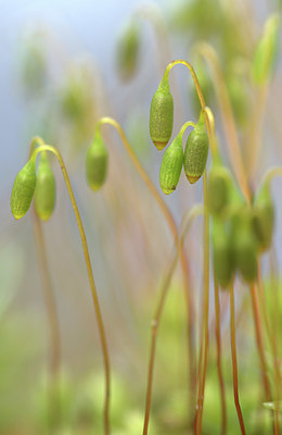 BUITEN BEELD Foto: 347026