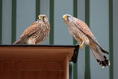 BUITEN BEELD Foto: 347049