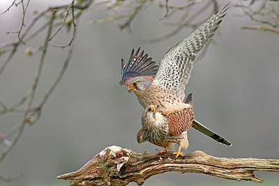 BUITEN BEELD Foto: 347054