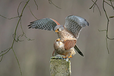 BUITEN BEELD Foto: 347055