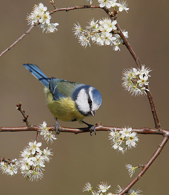BUITEN BEELD Foto: 347059