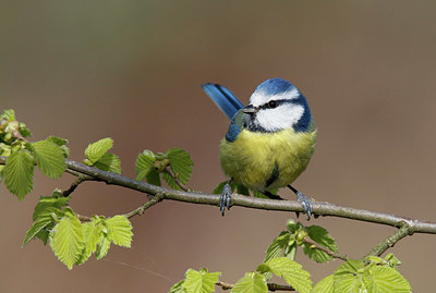 BUITEN BEELD Foto: 347062