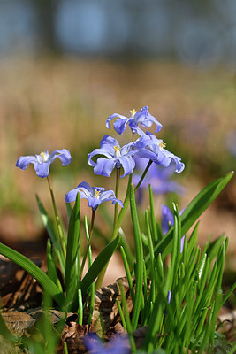BUITEN BEELD Foto: 347085