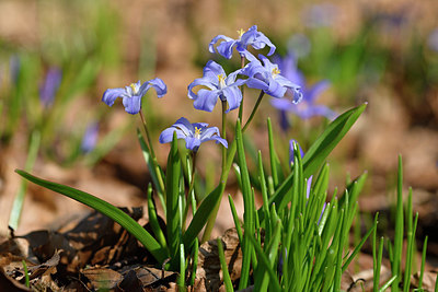 BUITEN BEELD Foto: 347086