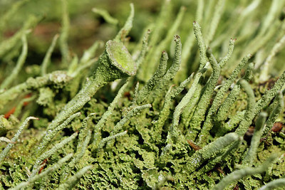 BUITEN BEELD Foto: 347097