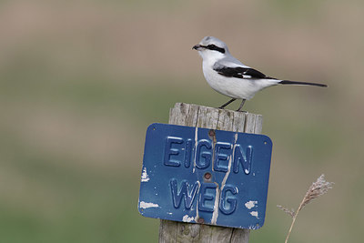 BUITEN BEELD Foto: 347106