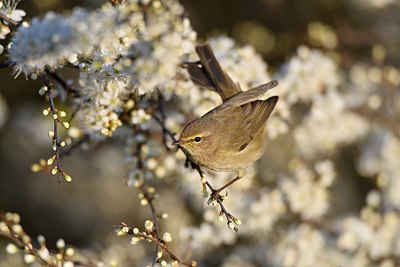 BUITEN BEELD Foto: 347111