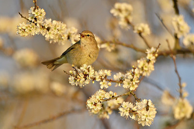 BUITEN BEELD Foto: 347113