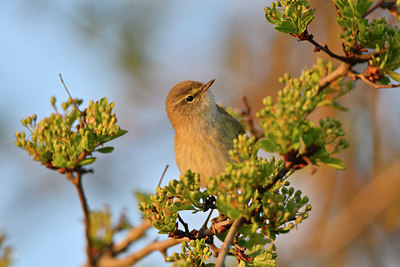 BUITEN BEELD Foto: 347115