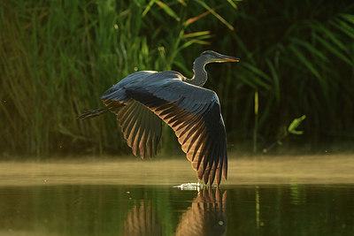 BUITEN BEELD Foto: 347128