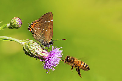 BUITEN BEELD Foto: 347254