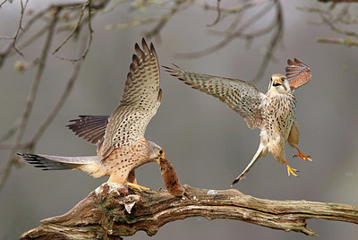 BUITEN BEELD Foto: 347258