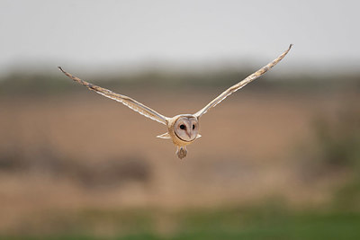 BUITEN BEELD Foto: 347259