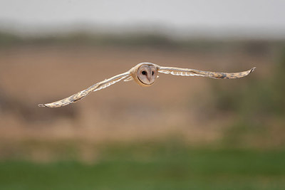 BUITEN BEELD Foto: 347260