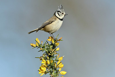 BUITEN BEELD Foto: 347262