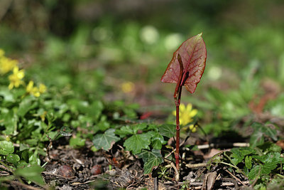 BUITEN BEELD Foto: 347279