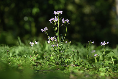 BUITEN BEELD Foto: 347281