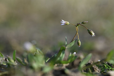 BUITEN BEELD Foto: 347286