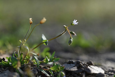 BUITEN BEELD Foto: 347287