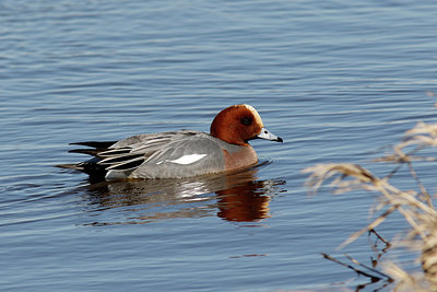 BUITEN BEELD Foto: 347306