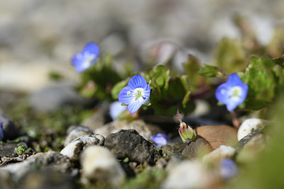 BUITEN BEELD Foto: 347340
