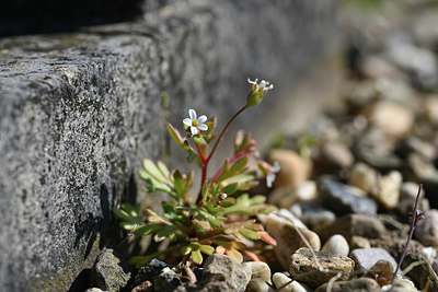 BUITEN BEELD Foto: 347342