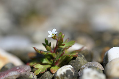 BUITEN BEELD Foto: 347344