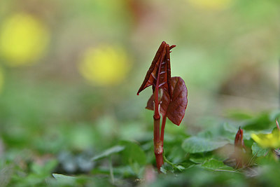 BUITEN BEELD Foto: 347346