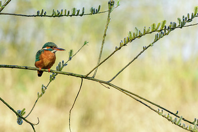 BUITEN BEELD Foto: 347348