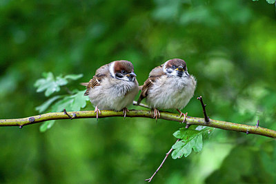 BUITEN BEELD Foto: 347397