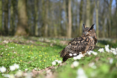 BUITEN BEELD Foto: 347418