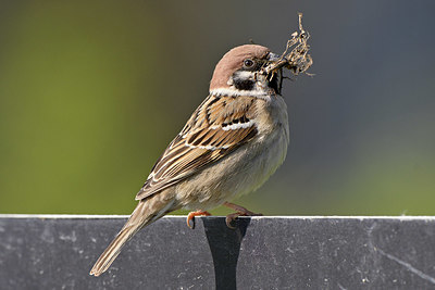 BUITEN BEELD Foto: 347426