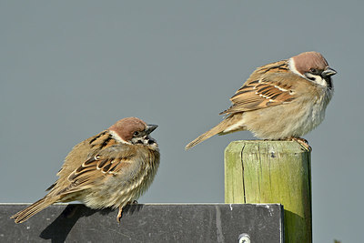 BUITEN BEELD Foto: 347430