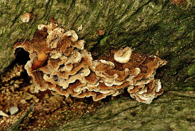 BUITEN BEELD Foto: 347447