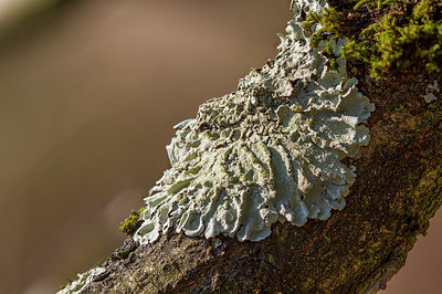 BUITEN BEELD Foto: 347476