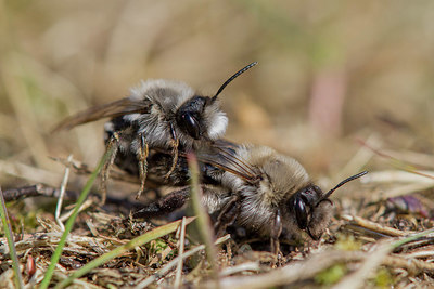 BUITEN BEELD Foto: 347480