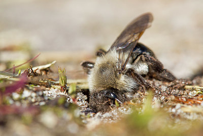 BUITEN BEELD Foto: 347482